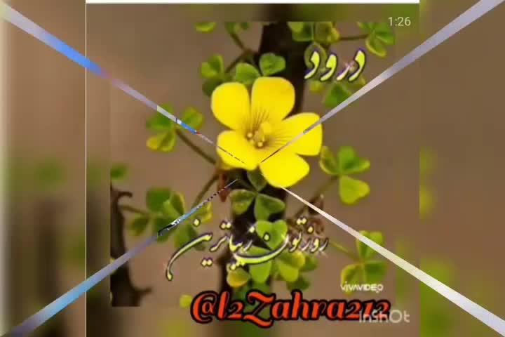 مرغ و خروس|پرنده|خور (اصفهان), |دیوار