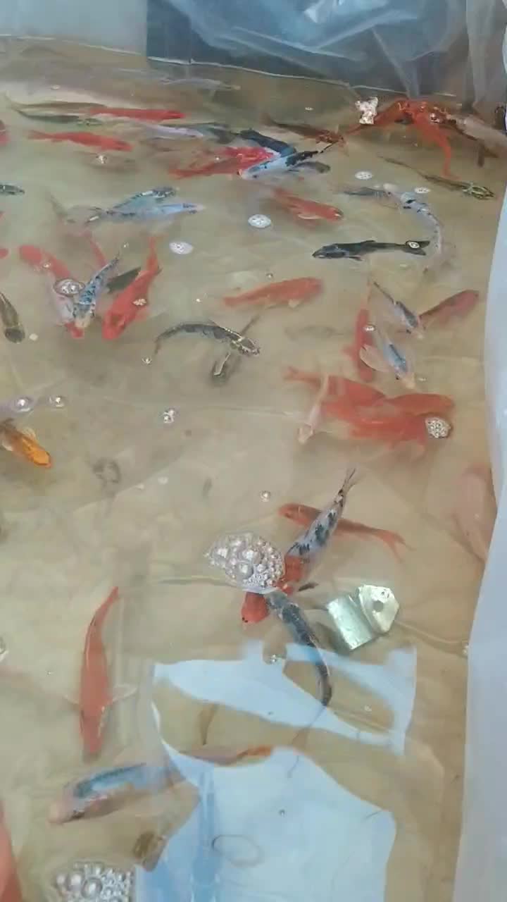 ماهی کوی استخری باغی|ماهی|مشهد, حجت|دیوار