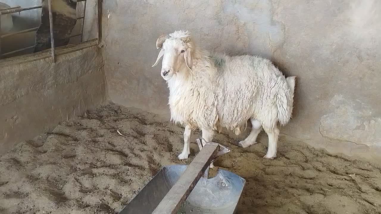 قوچ ترکی|حیوانات مزرعه|شهر بابک, |دیوار