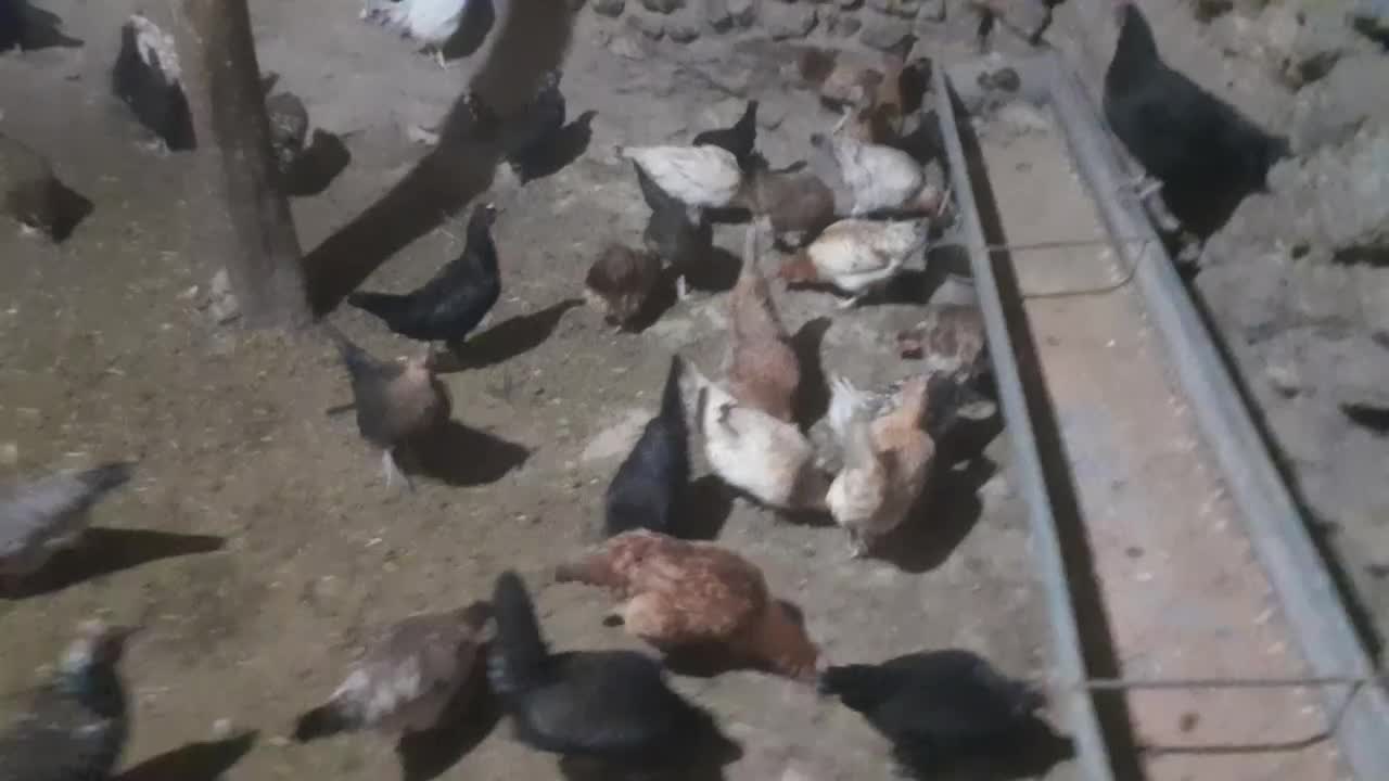 مرغ گلین ومحلی|حیوانات مزرعه|کلاترزان, |دیوار