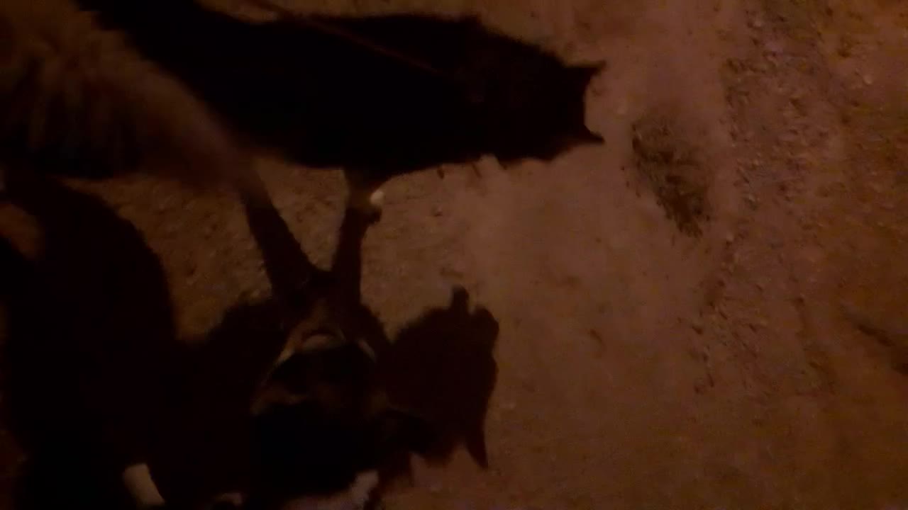 هاسکی چشم یخی|سگ|سعدآباد, |دیوار