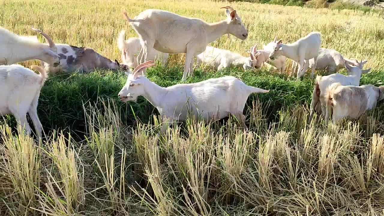 بز سانن فروشی|حیوانات مزرعه|مشهد, استاد یوسفی (شهرک غرب)|دیوار