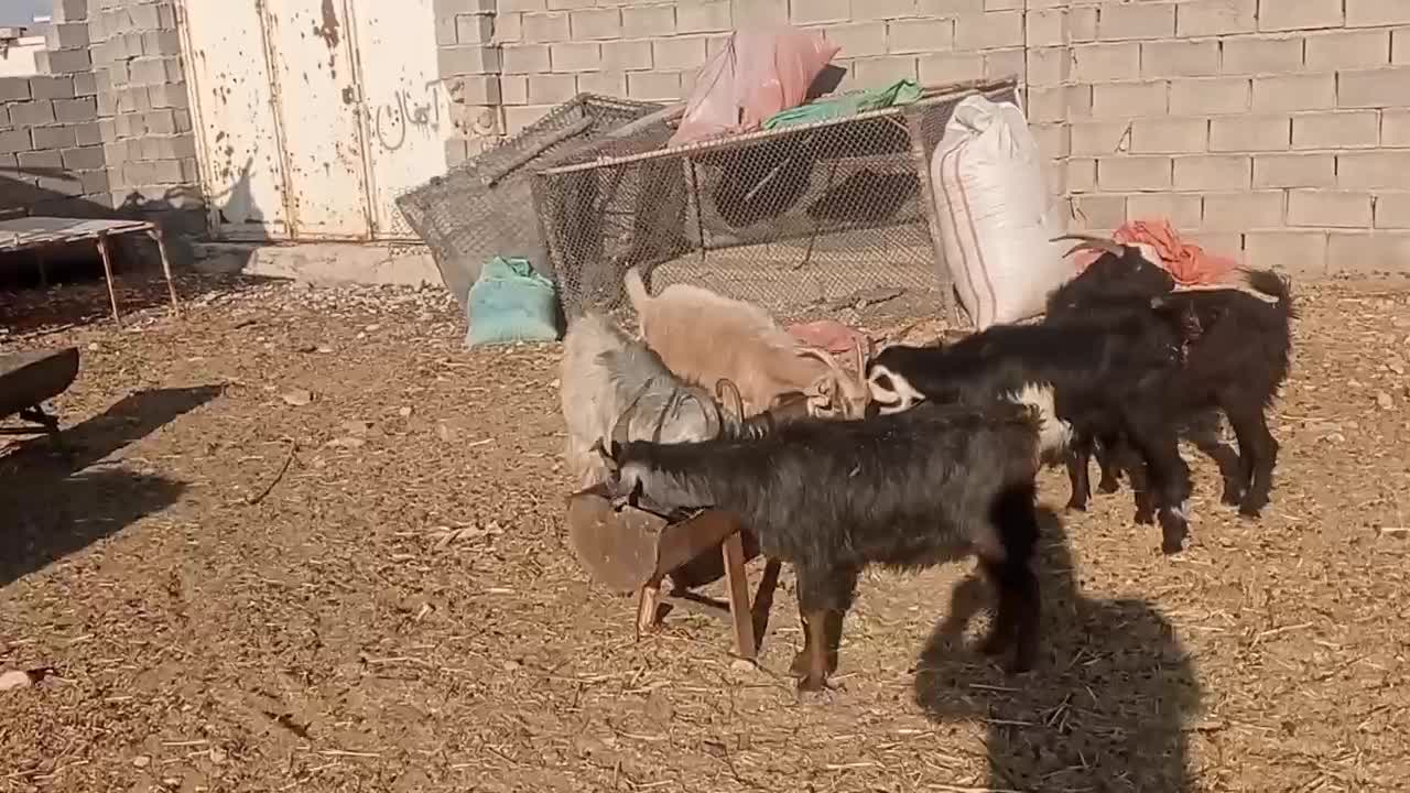 بز داشتی جوان شکم اول|حیوانات مزرعه|لیکک, |دیوار