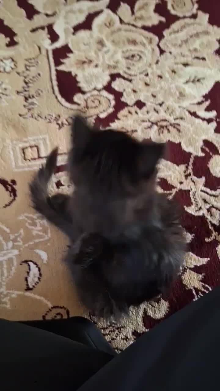 واگذاری رایگان بچه گربه|گربه|قم, سالاریه|دیوار