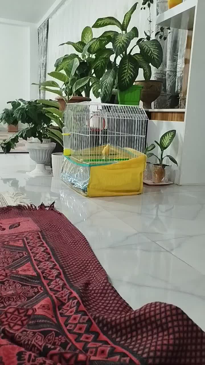 قناری نر|پرنده|اردبیل, |دیوار