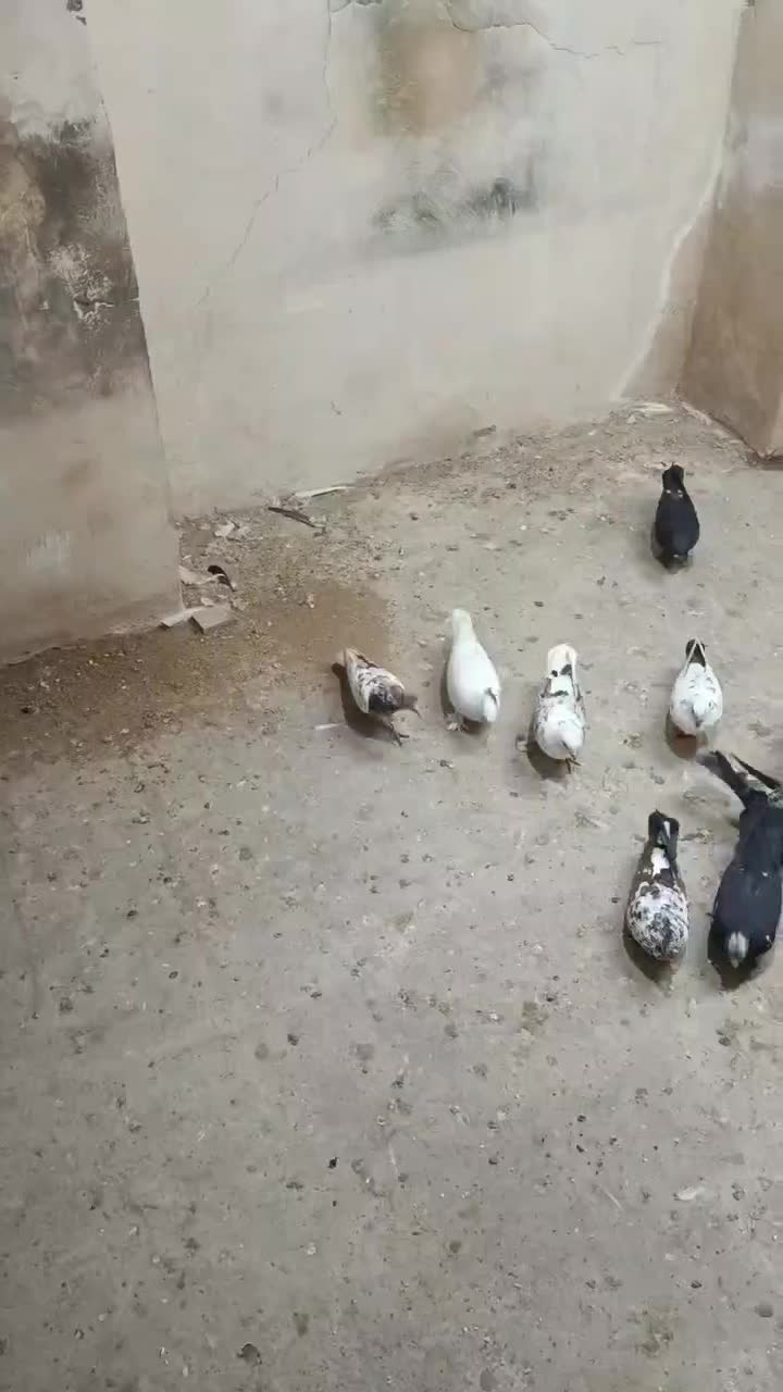 کفتر|پرنده|تهران, مولوی|دیوار