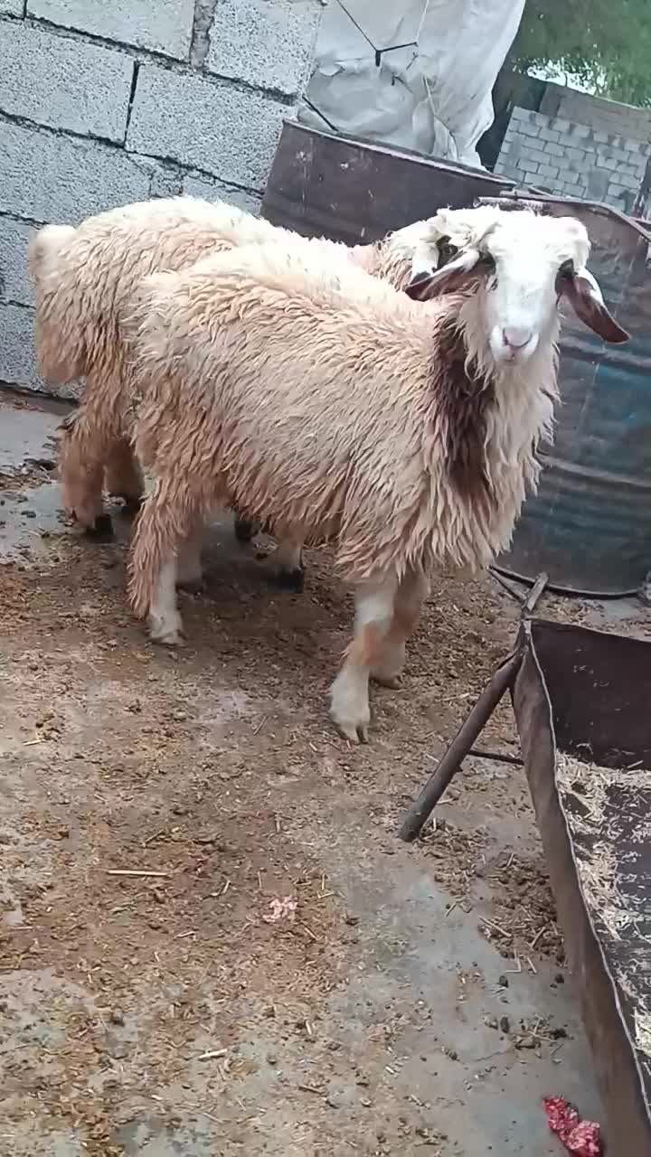 بره شیری|حیوانات مزرعه|اندیمشک, |دیوار