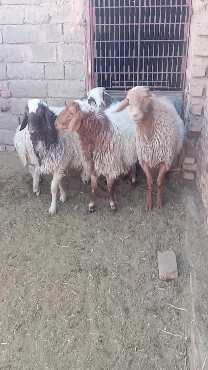 بره نر|حیوانات مزرعه|سده (خراسان جنوبی), |دیوار