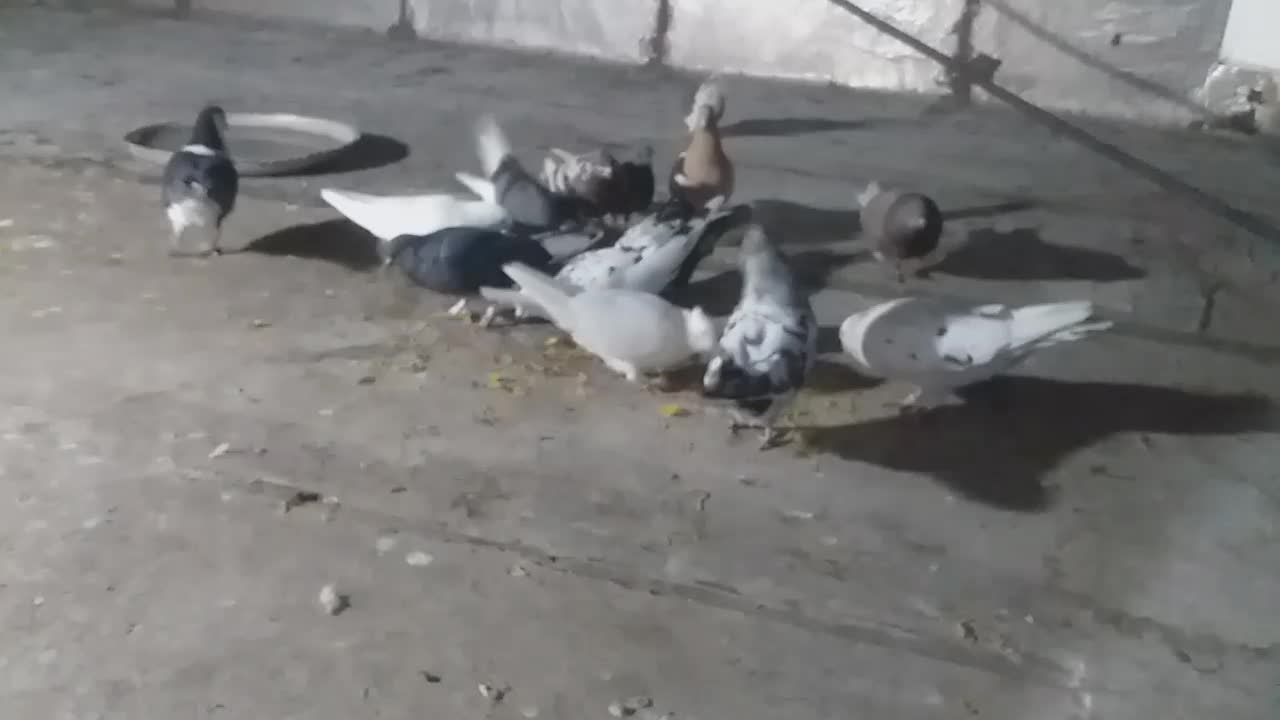 همه پرشی جفتی ۳۵۰ تخفیف نداره زنگ نزن برا تخفیف|پرنده|خرم‌آباد, |دیوار