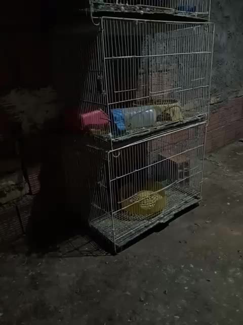 قفس|لوازم جانبی حیوانات|خان ببین, |دیوار