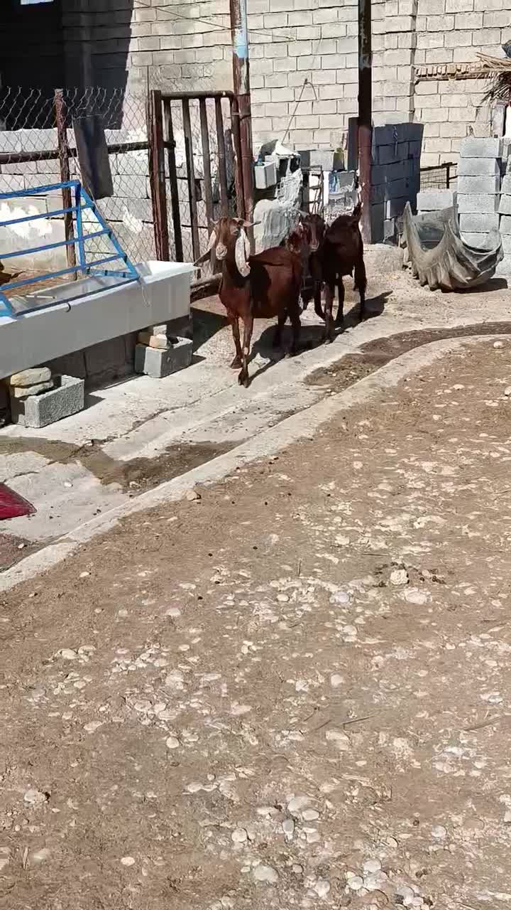 بز پاکستانی|حیوانات مزرعه|بهبهان, |دیوار