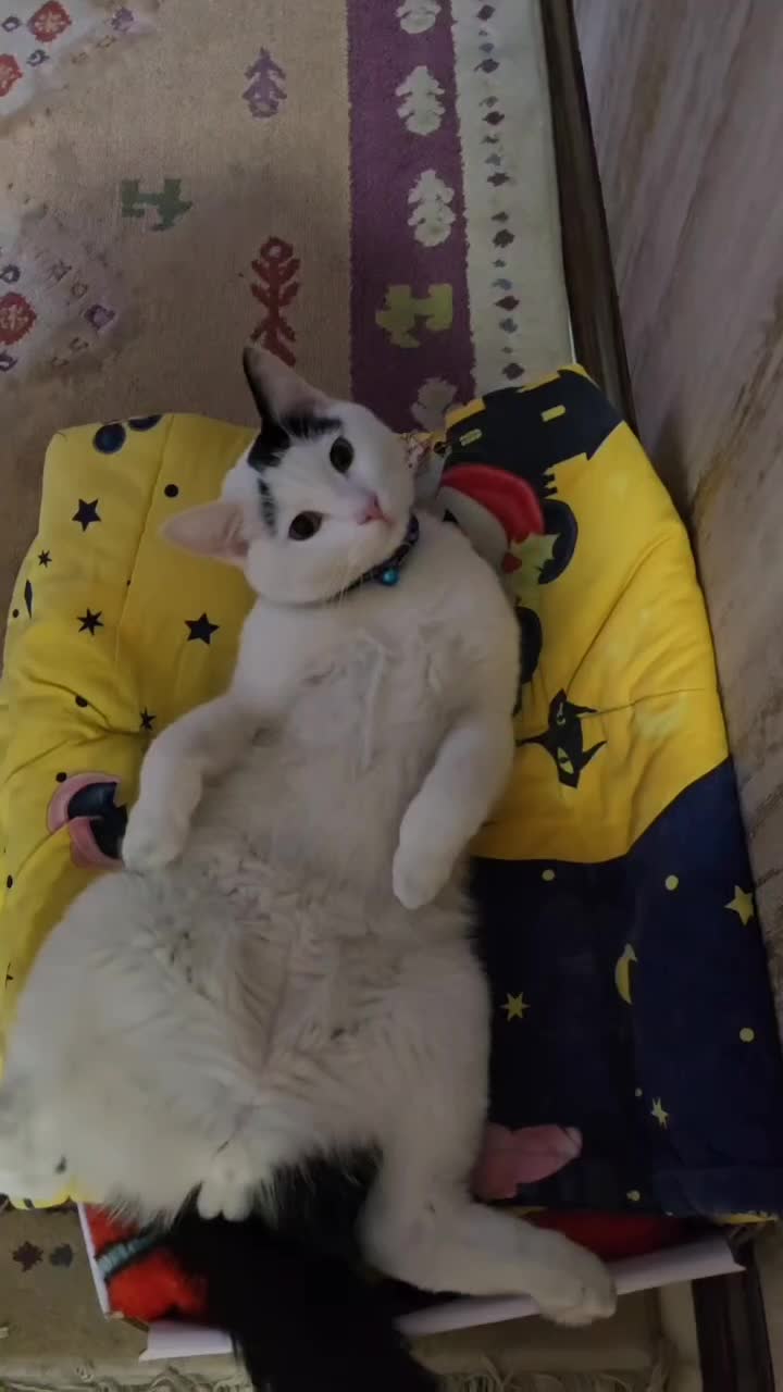 گربه نر یکساله|گربه|شهریار, شهریار|دیوار