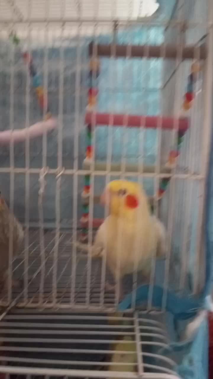 عروس هلندی|پرنده|رستمآباد, |دیوار