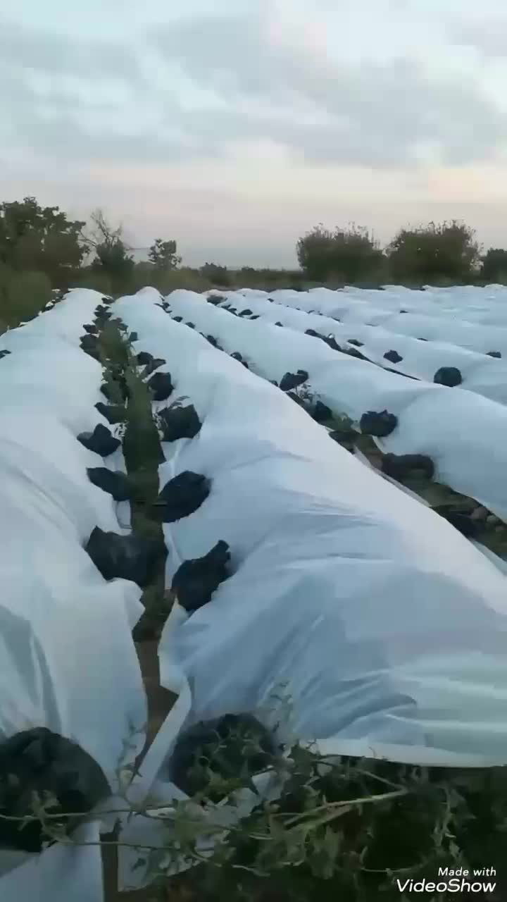 کاور« ضدسرمازدگی »|خدمات باغبانی و درختکاری|مرودشت, فاز اول شهرک فرهنگیان|دیوار