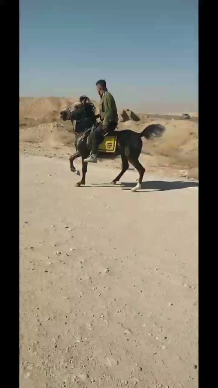 اسب‌ نریان‌ کورد|اسب و تجهیزات اسب‌سواری|زنجانرود, |دیوار