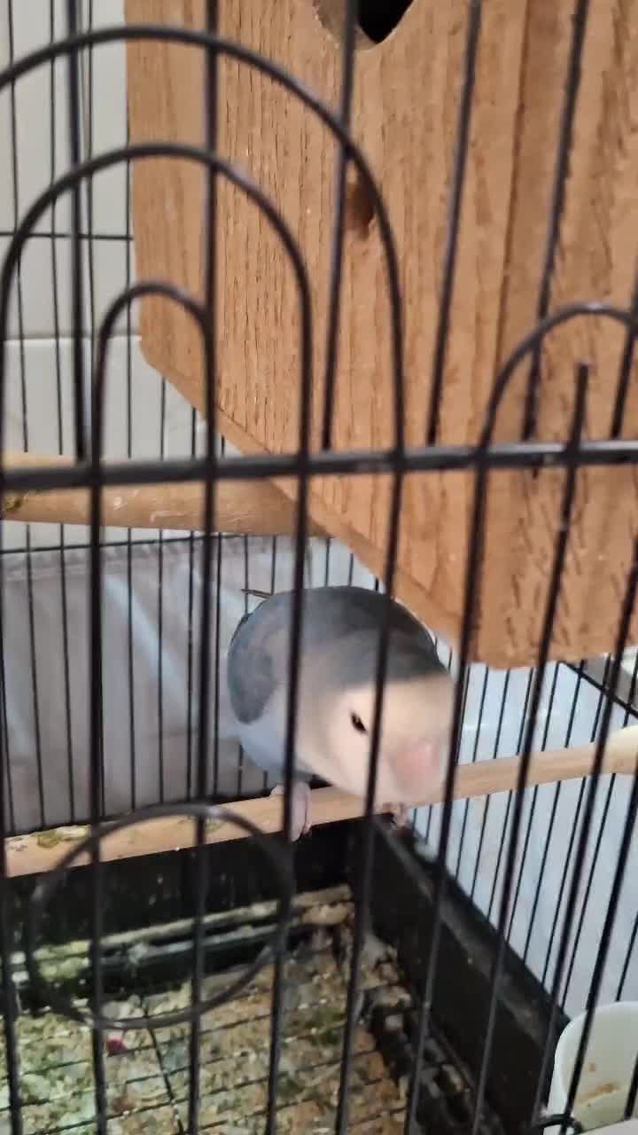 طوطی برزیلی مولد یک ساله|پرنده|تهران, مشیریه|دیوار