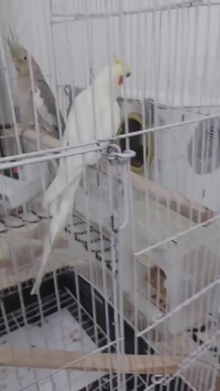 طوطی عروس جفت  درشت مولد سخنگو|پرنده|محمدیه-قزوین, |دیوار