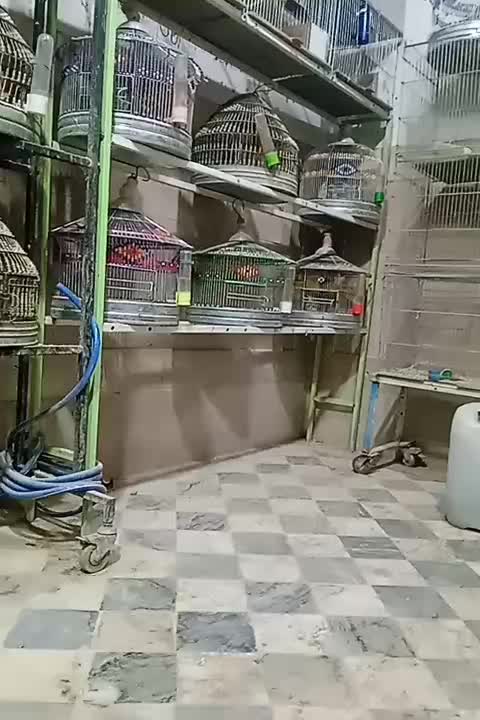 سهره قناری مست|پرنده|خمینیشهر, |دیوار