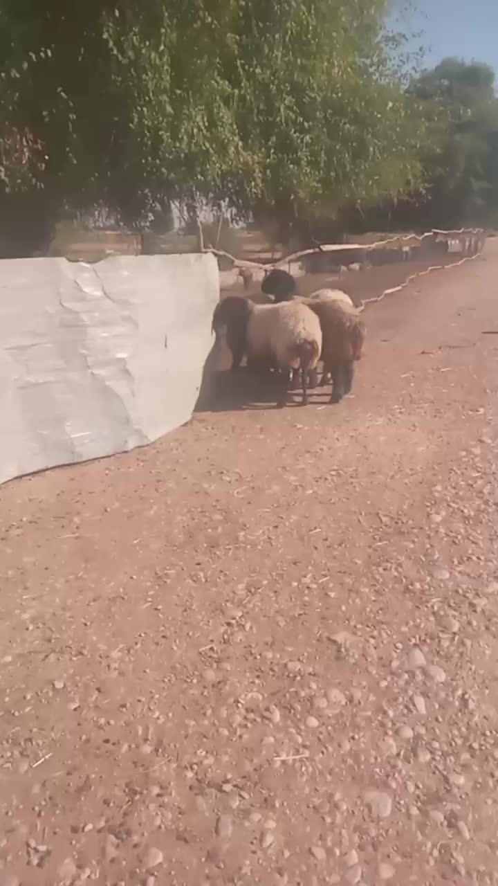 میش گوسفند|حیوانات مزرعه|گتوند, |دیوار