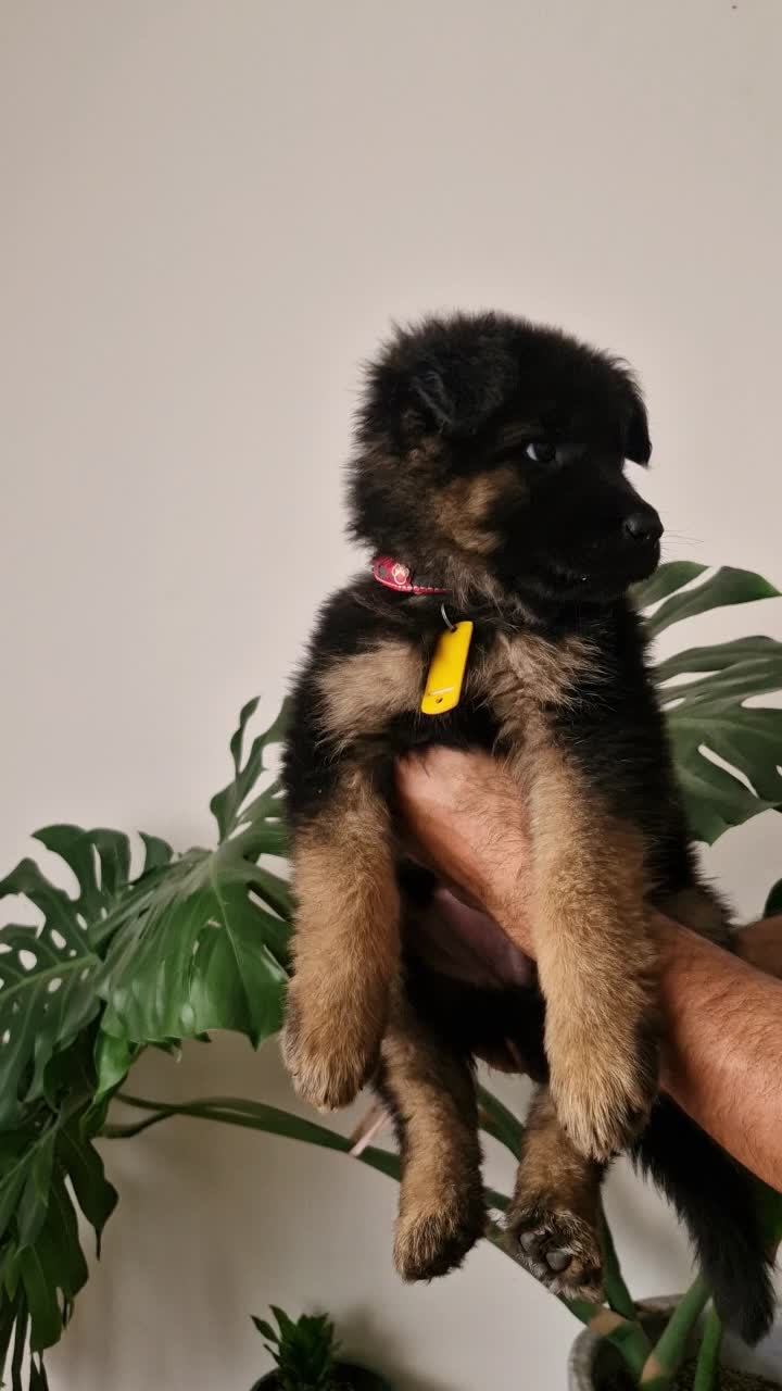 توله ژرمن شپرد اصیل.واکسن و انگل تراپی شده|سگ|مشهد, هنرستان|دیوار