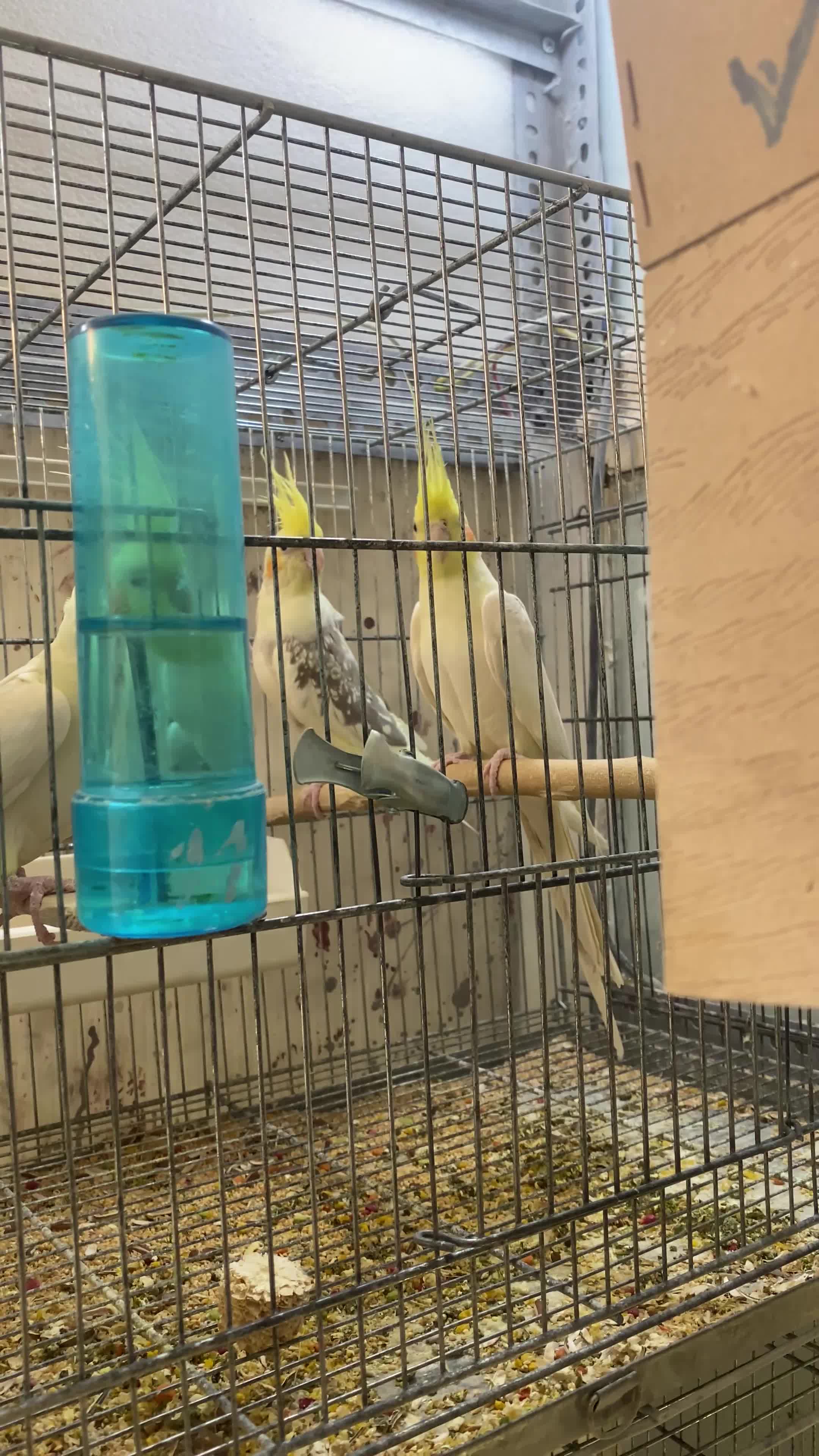 عروس هلندی جفت مولد تضمینی|پرنده|تهران, بوستان جنگلی لویزان|دیوار