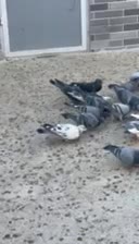 کبوتر|پرنده|فردوسیه, |دیوار