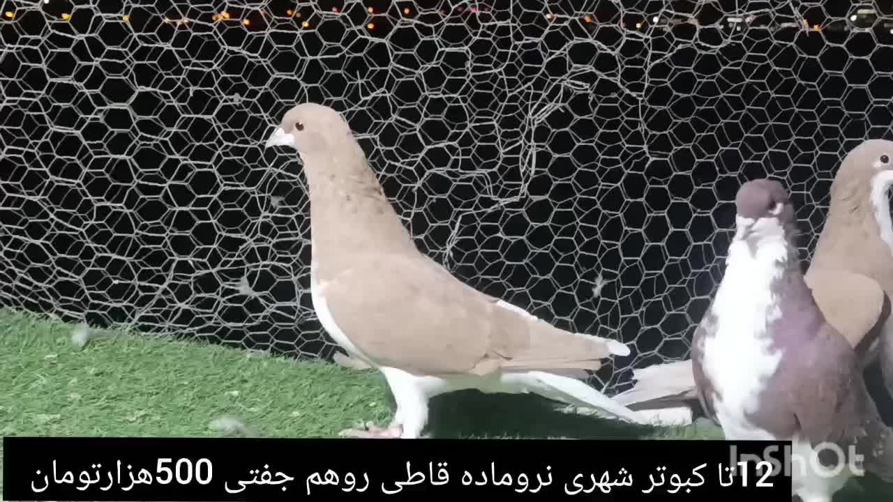 کبوتر شهری|پرنده|شیراز, شهرک گلستان|دیوار