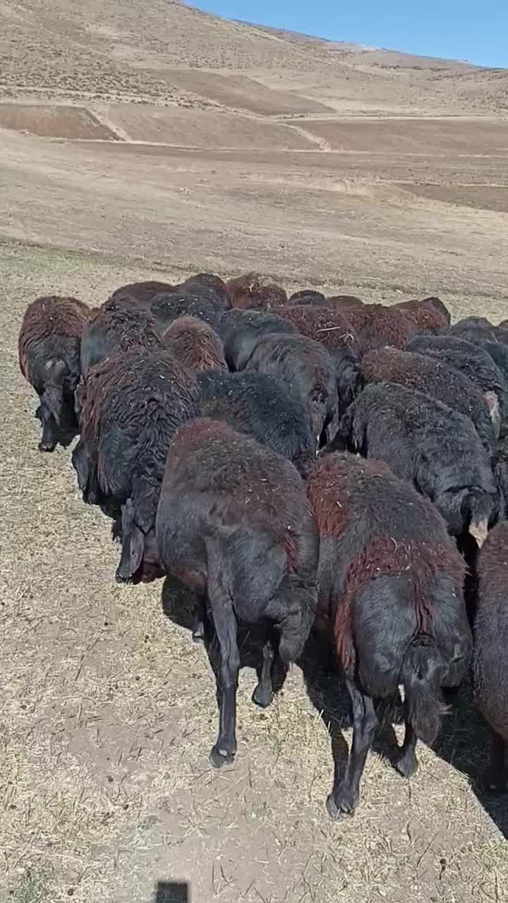 چت وتماس همیشه فعال است|حیوانات مزرعه|چاراویماق, |دیوار