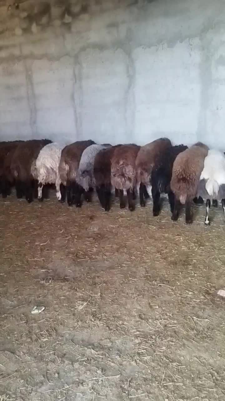 بره‌های سالم و پرواری  قیمت ویژه نر و ماده|حیوانات مزرعه|اردبیل, |دیوار