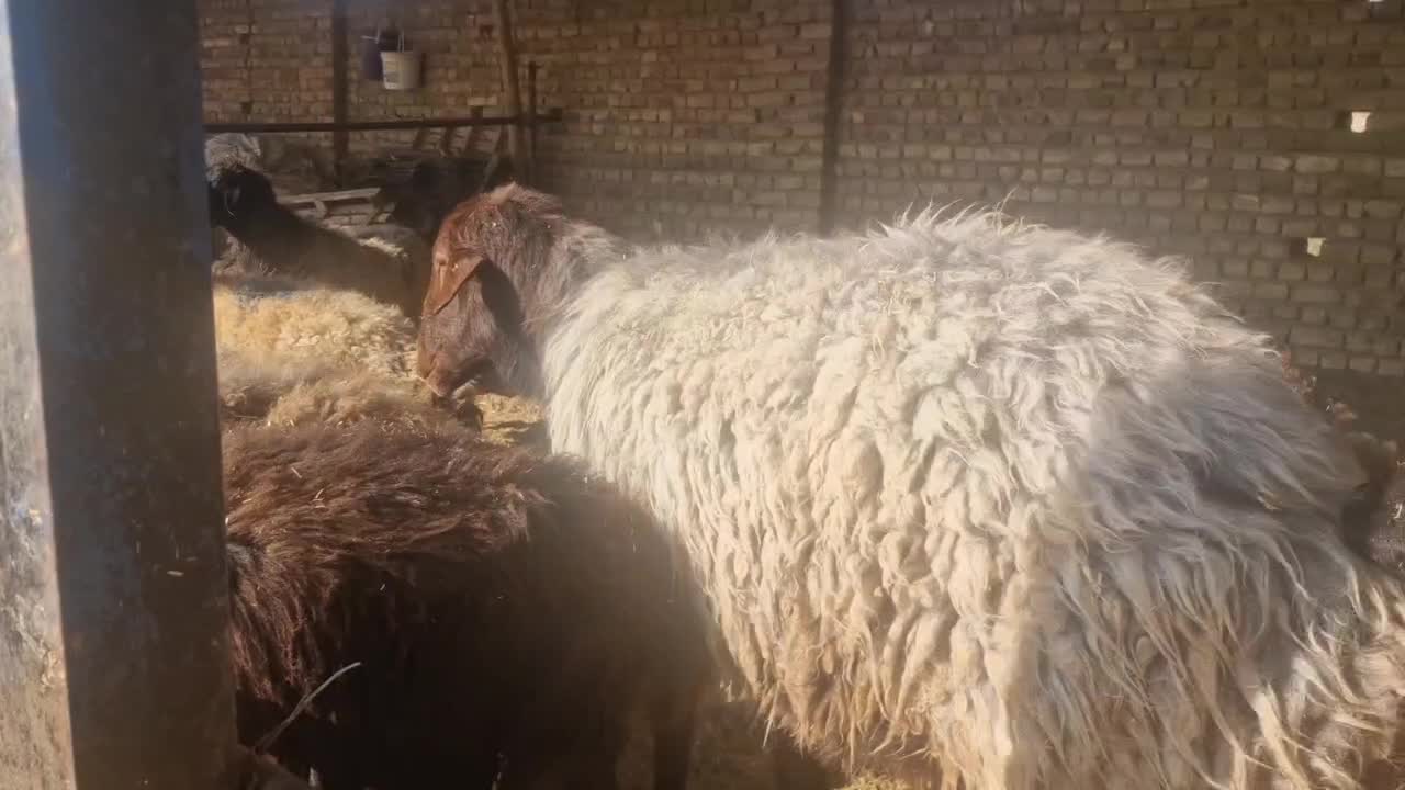 قوچ پشندی با قیمت مناسب|حیوانات مزرعه|بشاریات, |دیوار