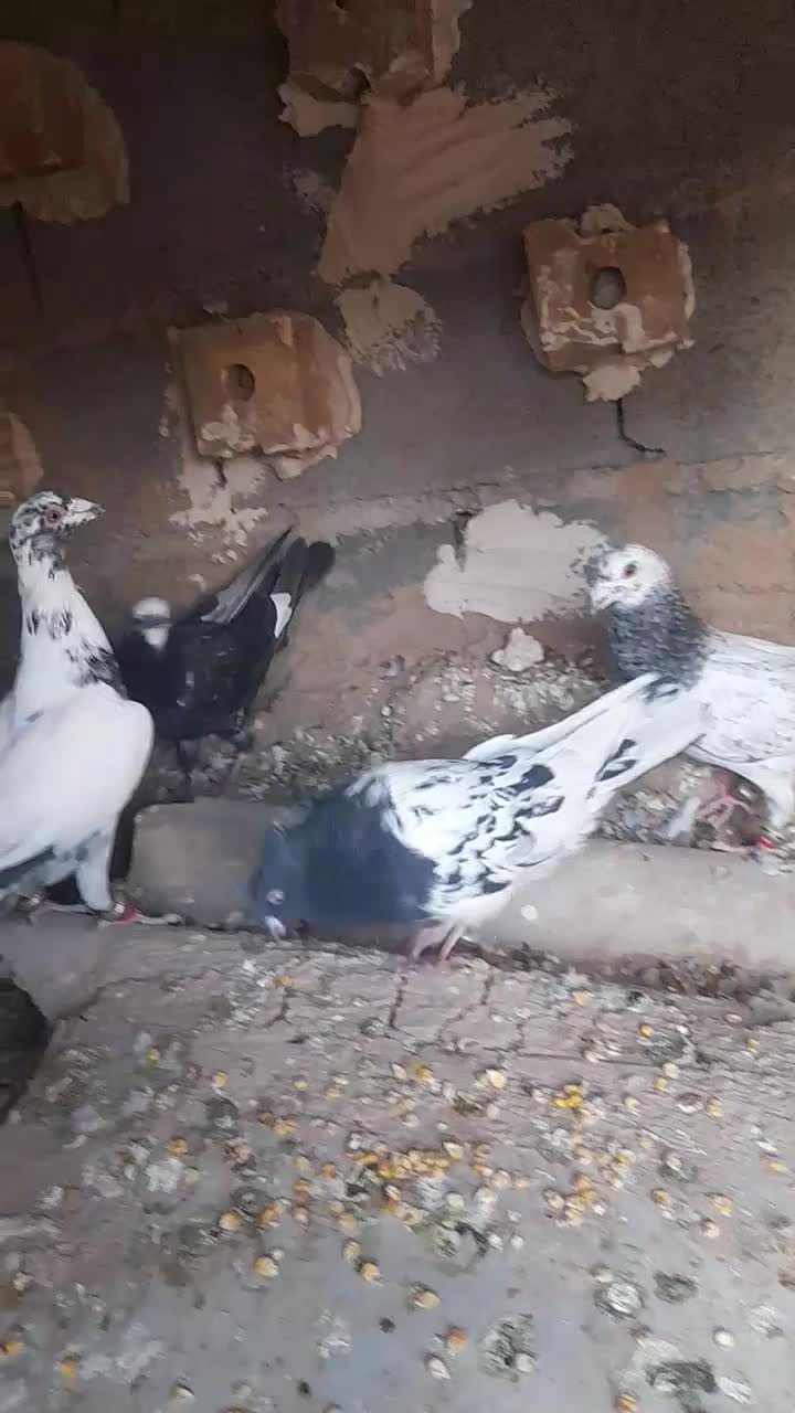 کفتر فروشی|پرنده|تایباد, |دیوار