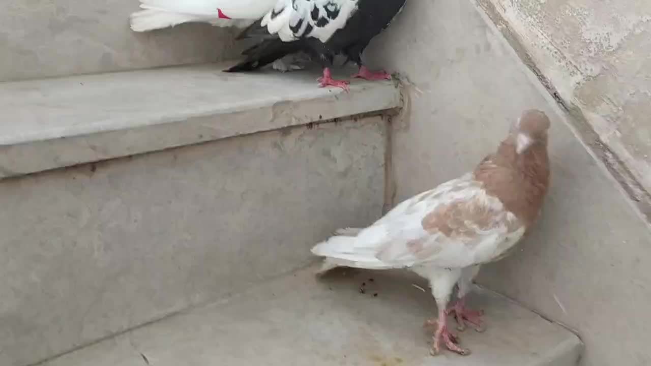 کبوتر پرنده|پرنده|اهواز, پردیس|دیوار