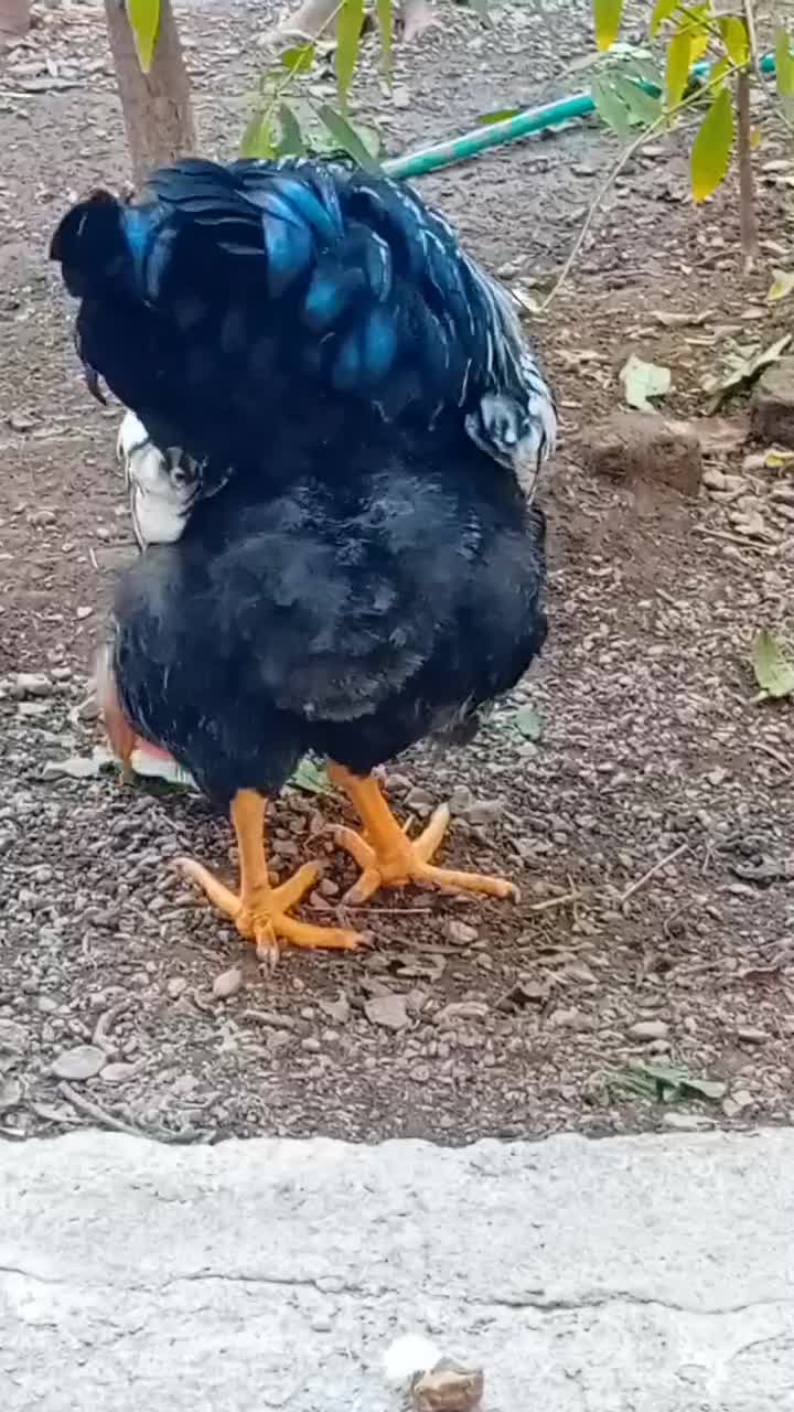 خروس ویاندوت سیلور|حیوانات مزرعه|مرند, |دیوار