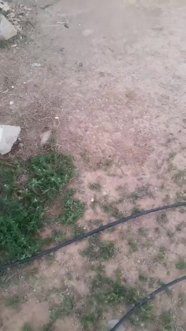 ماده سرابی گم شده|سگ|مشگین شهر, |دیوار