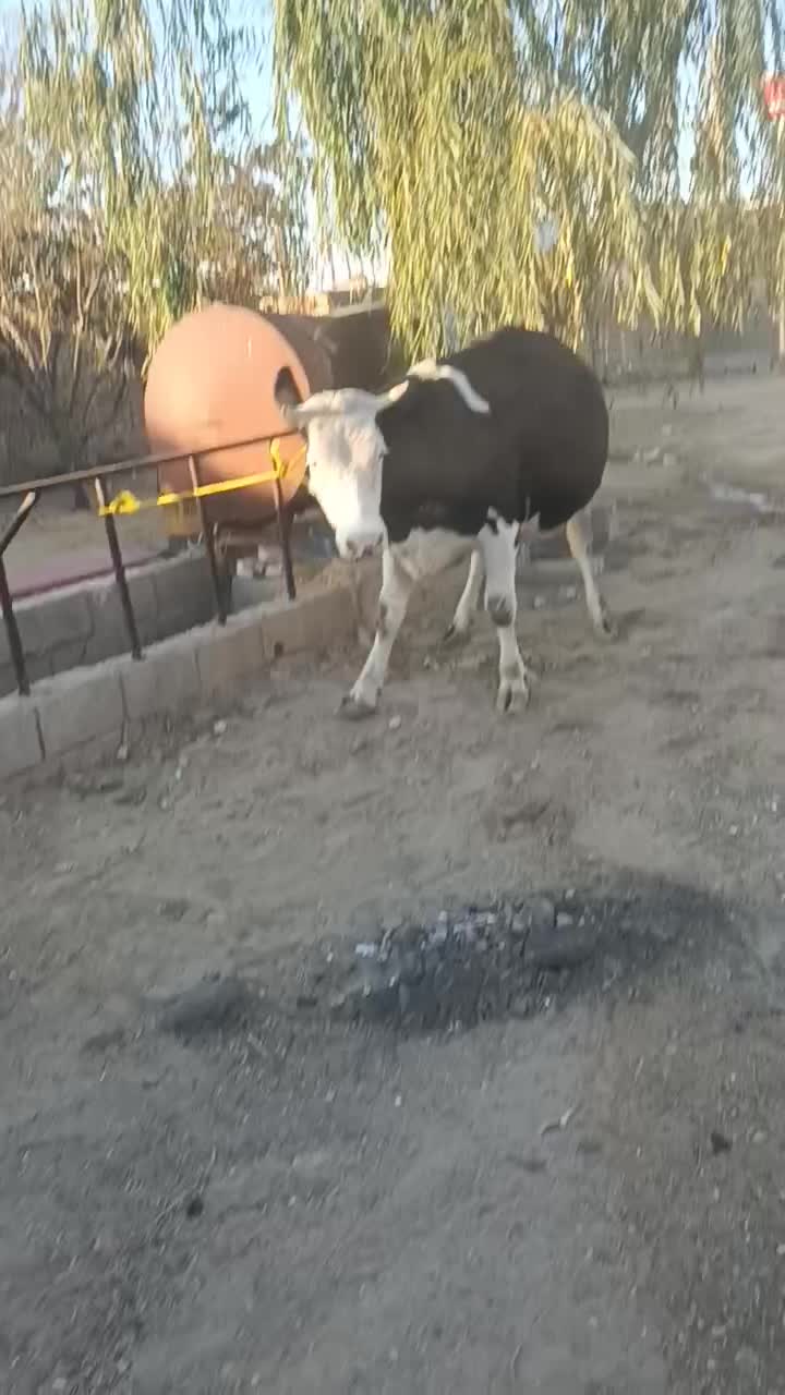 گاو خوب آبستن|حیوانات مزرعه|فیروزآباد (آذربایجان), |دیوار