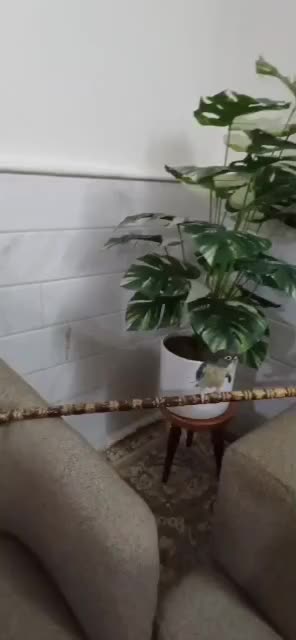 راهب و گرین چیک و مرغ مینا|پرنده|قم, قلعه کامکار|دیوار