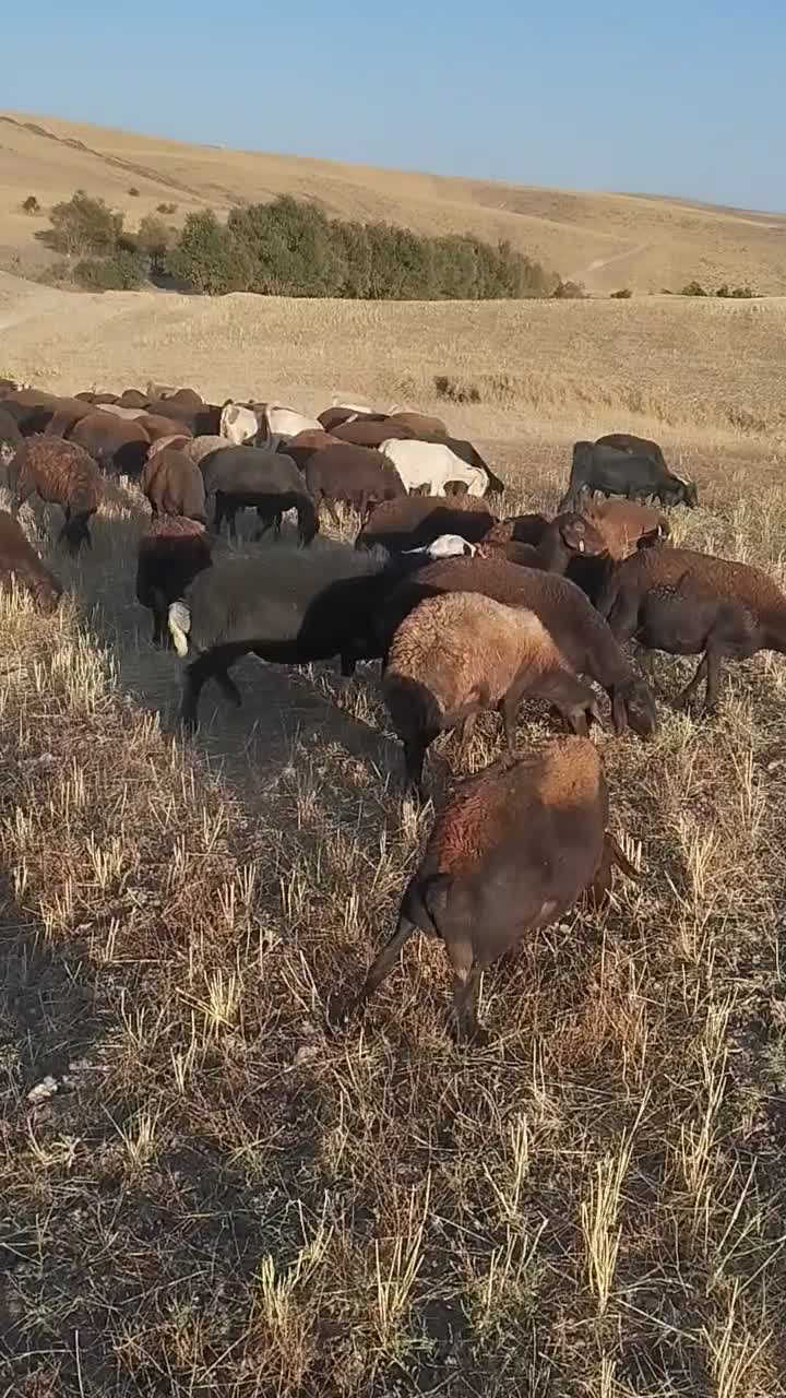 قوچ قرع چال|حیوانات مزرعه|هشترود, |دیوار