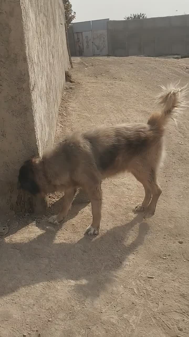 سگ سرابی|سگ|کرج, شهرک سهرابیه|دیوار