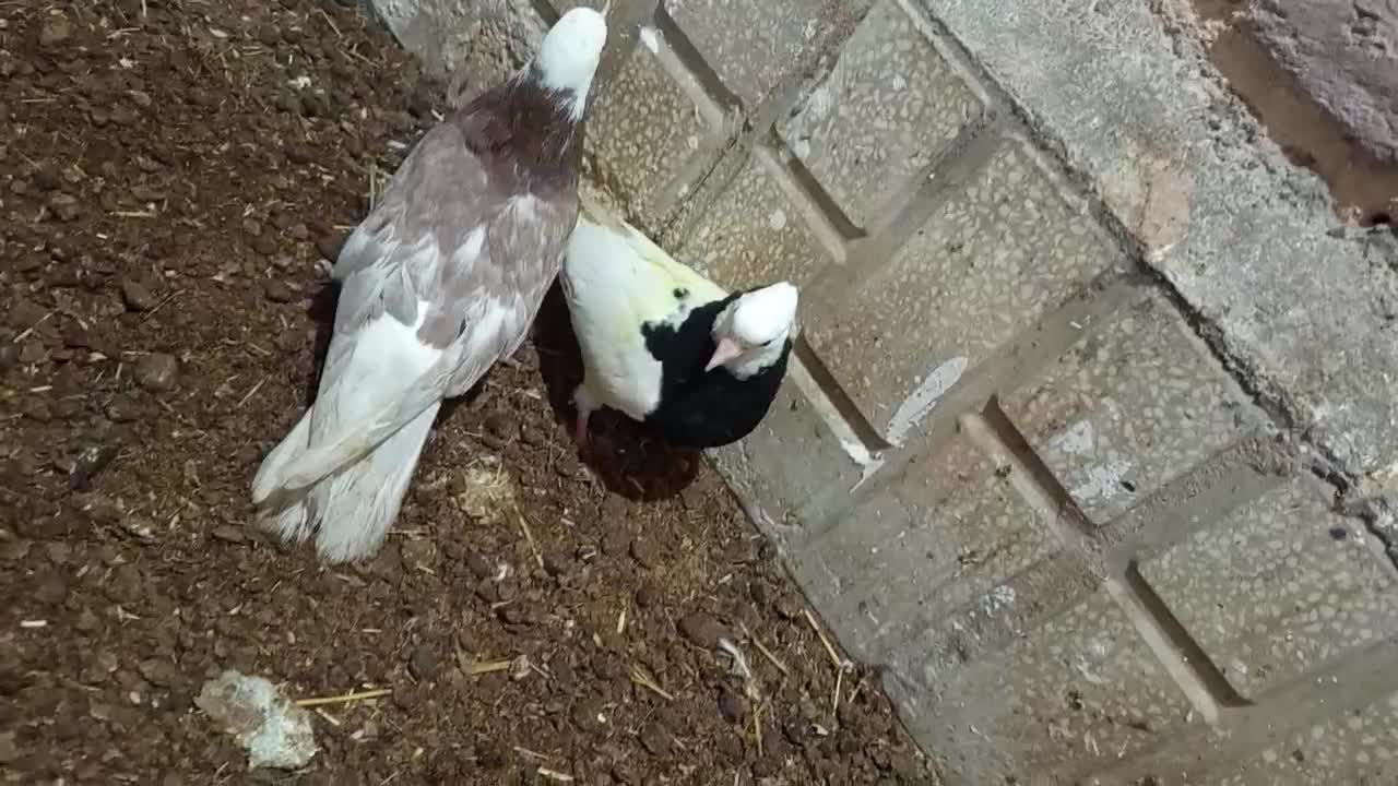 کفتر پرشی|پرنده|سبزوار, قصبه شرقی|دیوار