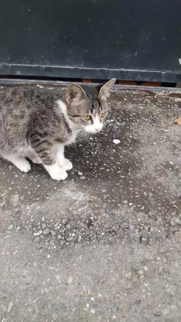 سلام واگداری مکنم خیلی دستی هست|گربه|آمل, |دیوار