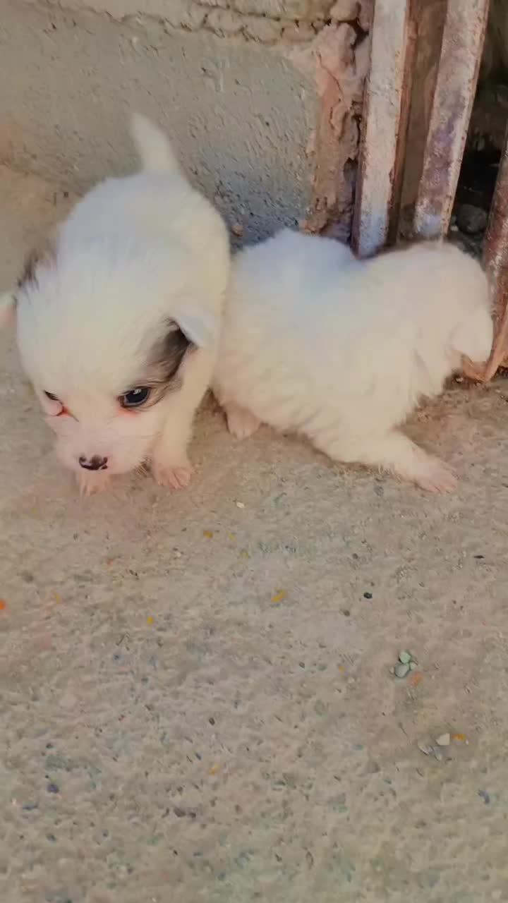 سگ پاکوتاه اشپیتز|سگ|کهنوج, |دیوار