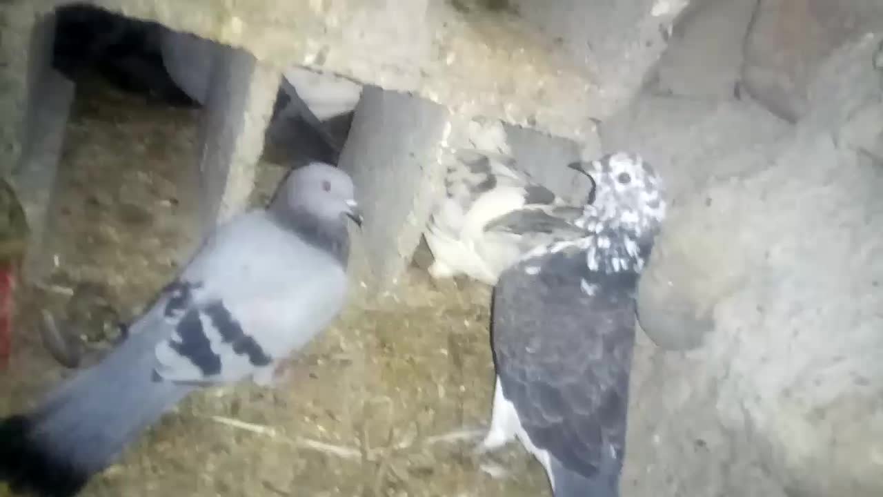 کبوتر|پرنده|رودخانه, |دیوار