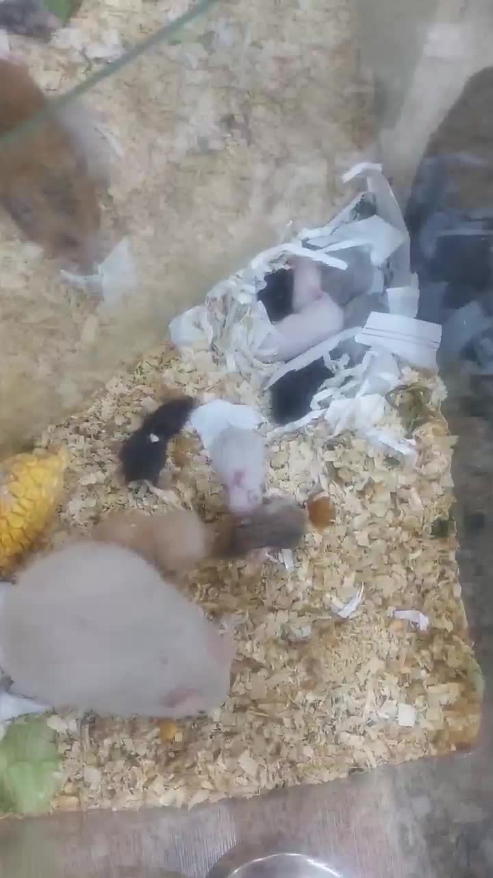 همستر بهترین رنگ ۳۰ دونه|موش و خرگوش|مشهد, بهاران|دیوار