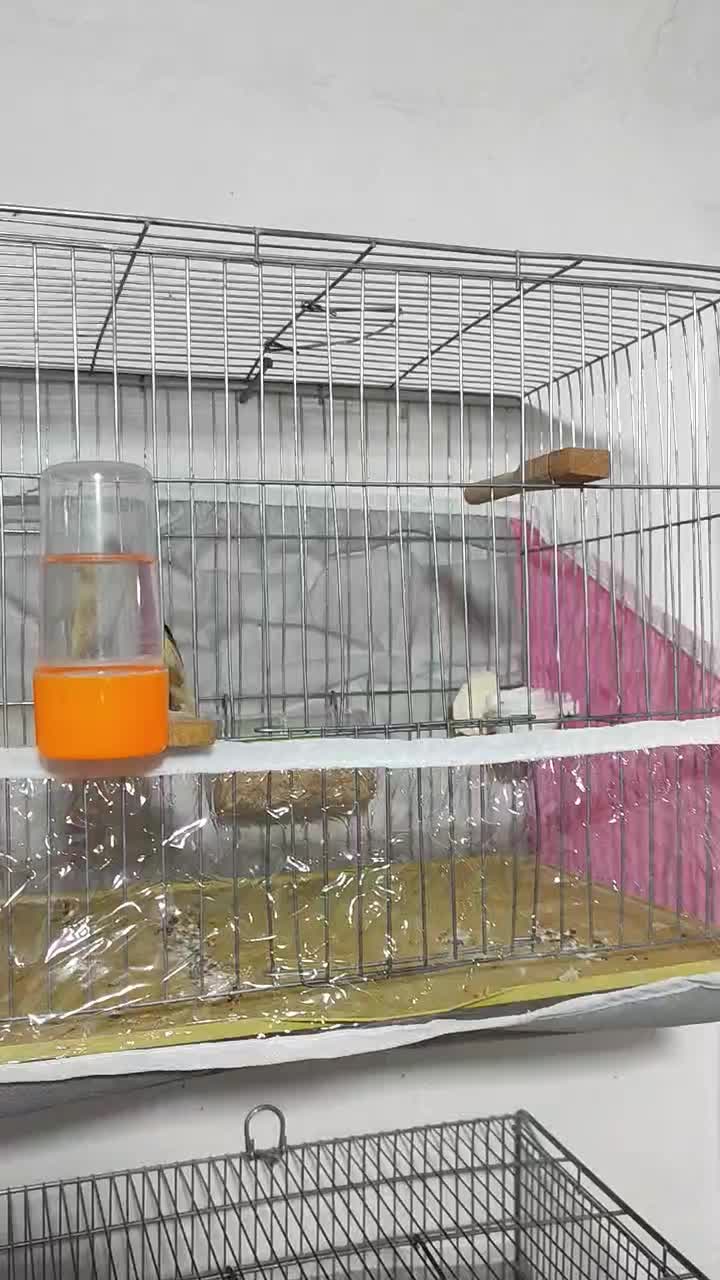 قناری|پرنده|قره ضیاالدین, |دیوار