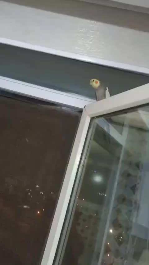 عروس هلندی|پرنده|کهریزک, |دیوار