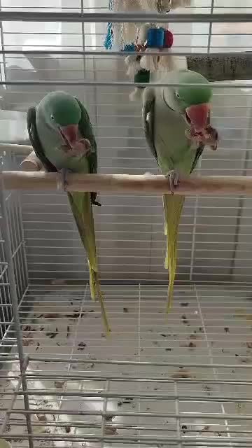 یک جفت شاه‌طوطی بالغ با قفس و لانه آماده جفت‌گیری|پرنده|کرج, شهرک فرهنگیان|دیوار