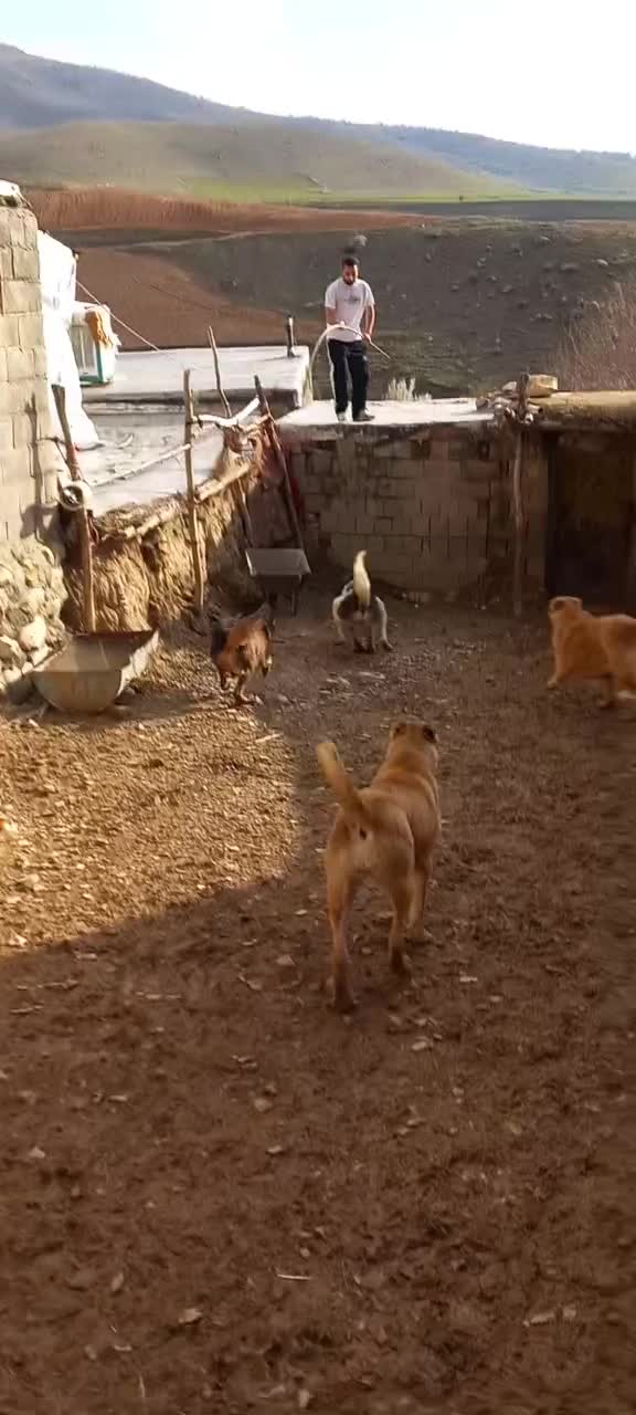 سگ سرابی|سگ|کوزران, |دیوار