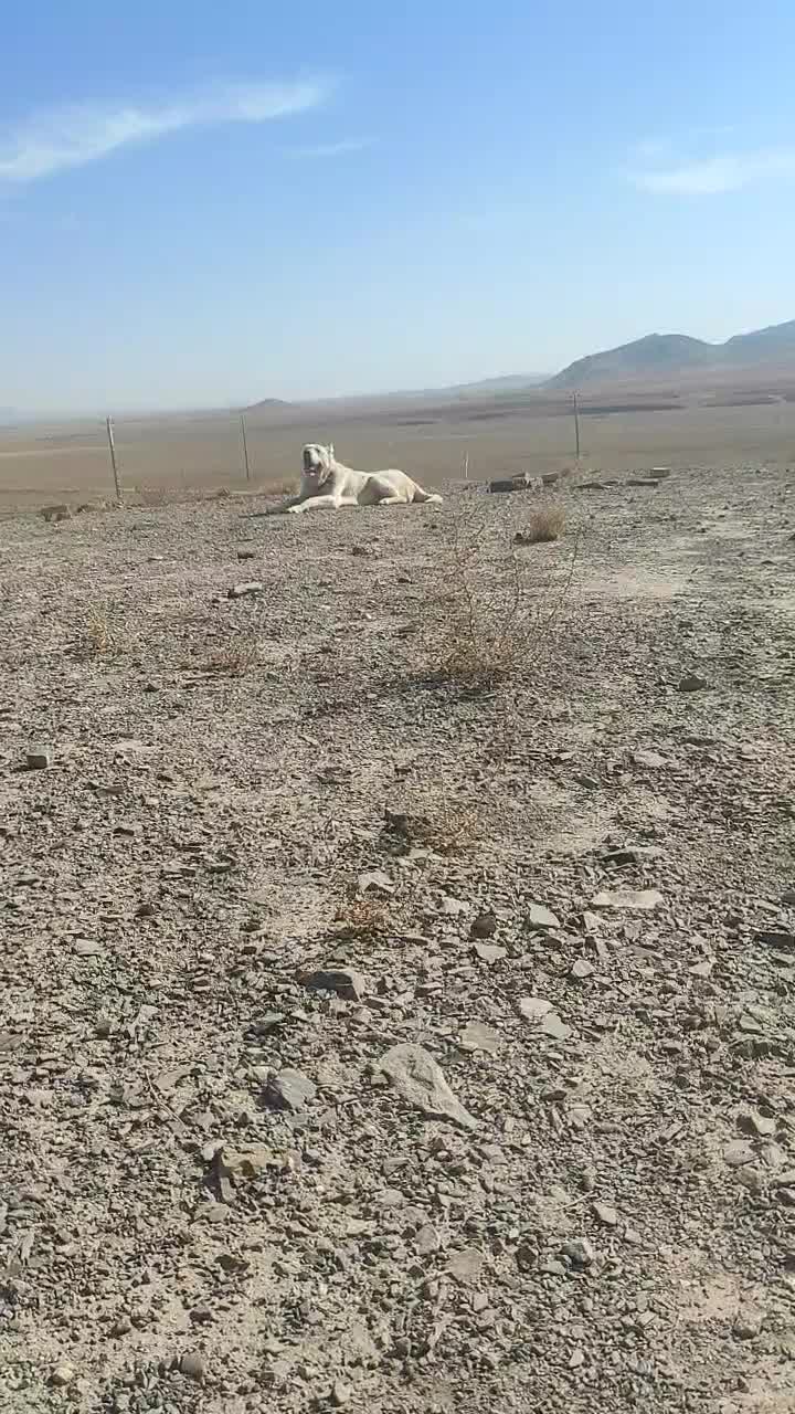 توله سرابی 15ماه|سگ|میلاجرد, |دیوار