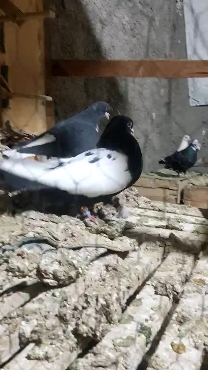 کفتر|پرنده|شیراز, کیان آباد|دیوار