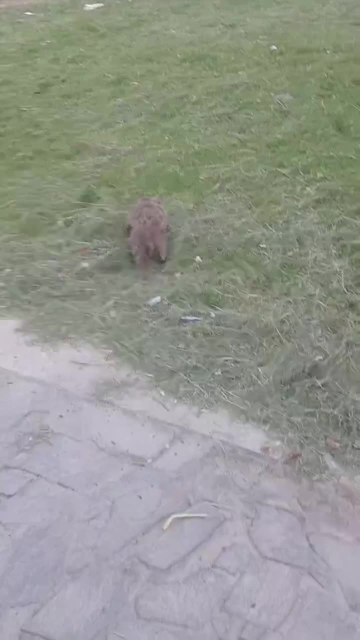 واگذاری سگ شیتزو|سگ|خرمشهر, |دیوار